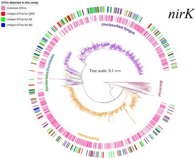 Characterization of Fungal nirK-Containing Communities and N2O Emission From Fungal Denitrification in Arable Soils